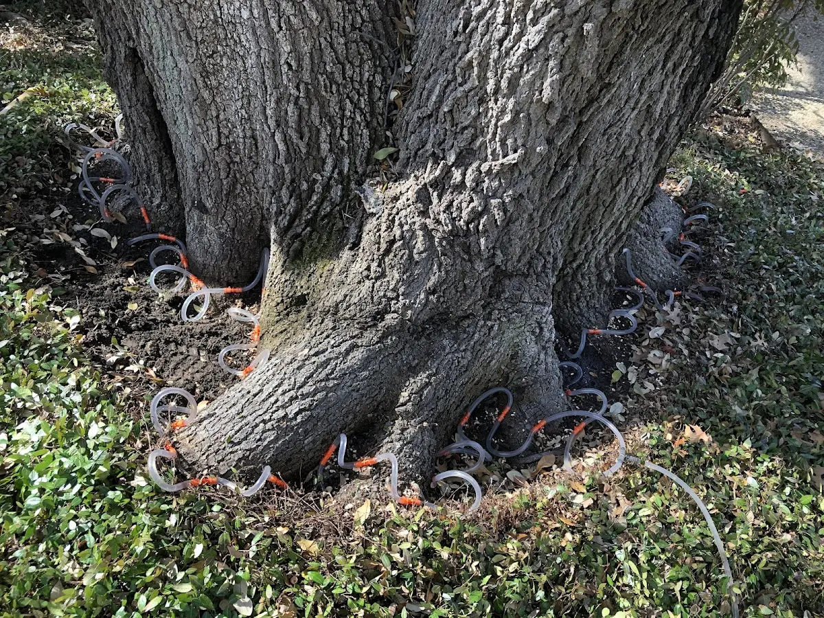 Detailed Tree Cabling and Bracing job site in Poyntelle