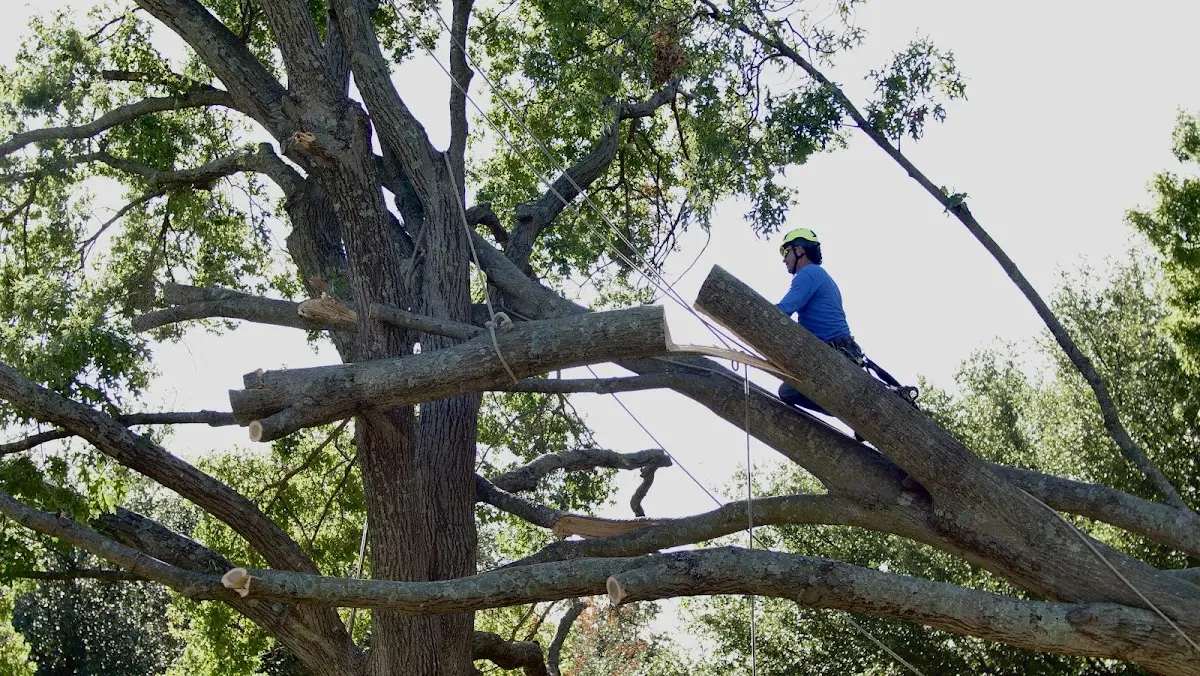 Professional Crown Thinning performed by certified arborists in Poyntelle