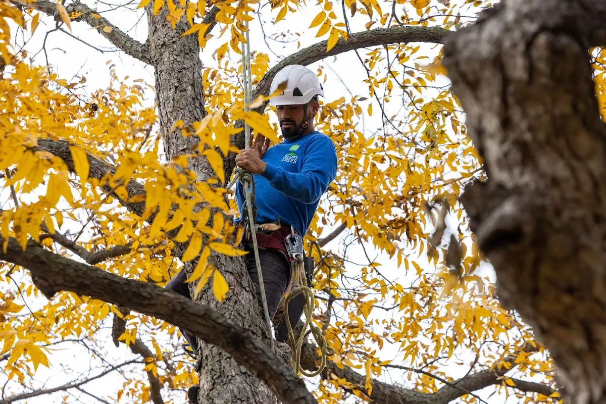 Skilled Tree Pruning crew working in Poyntelle