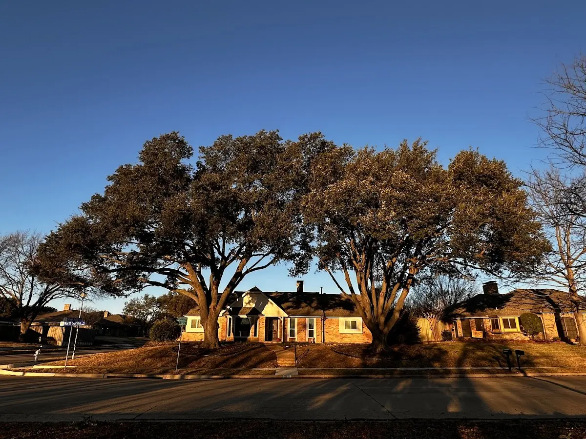 Established residential canopy tree shading a home in Poyntelle
